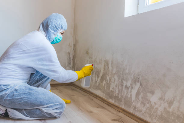 Licensed Mold Remediation service in Grantsville, MD - 24 Hour Mold Removal