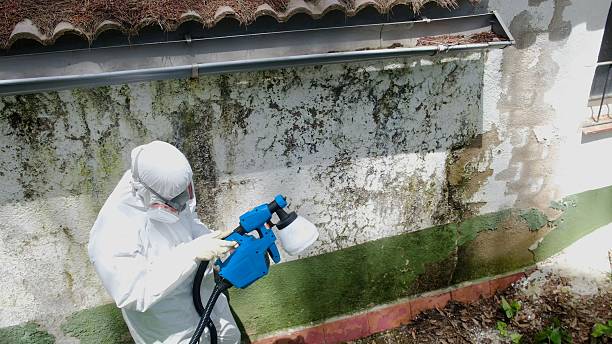 Top rated local Mold Remediation specialists in Grantsville, MD